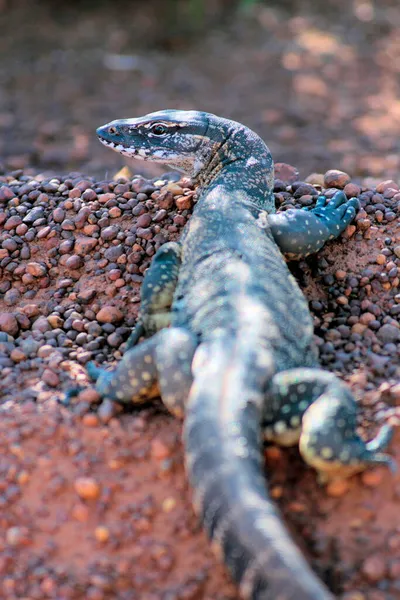 Monitor Lizard Genus Varanus Ausztrália — Stock Fotó