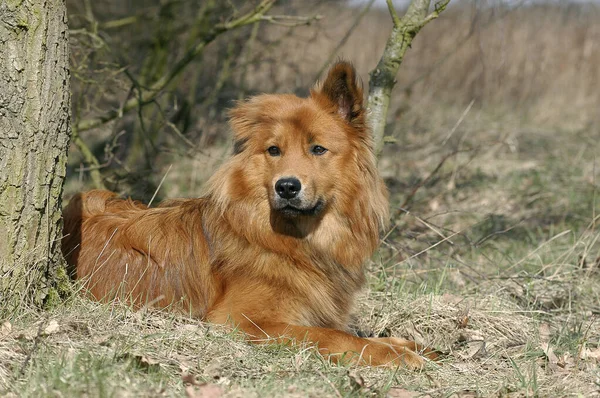 Räv Röd Elo Hund Liggande Gräs — Stockfoto