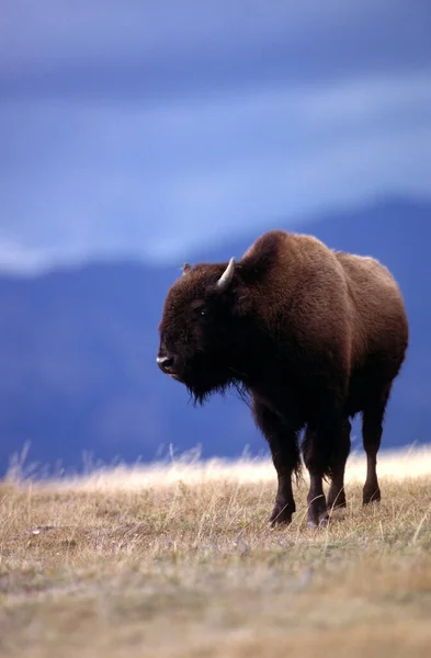 Bison Bison Йеллоустоун Штат Вайоминг Сша — стоковое фото