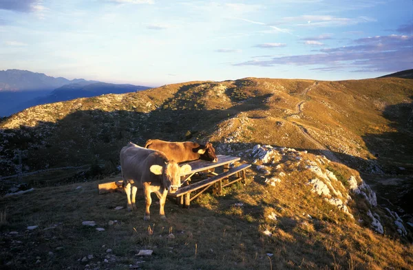 Monte Baldo Koeien Veneto Trentino Italië — Stockfoto