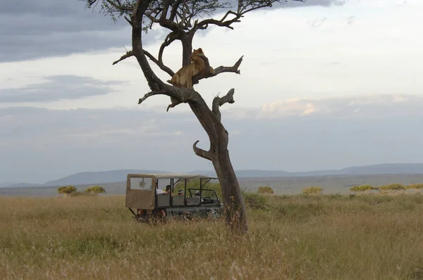 Lejoninna Träd Panthera Leo Masai Mara Kenya Afrika — Stockfoto