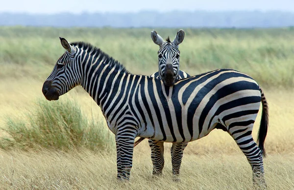 Cebras Llanas Equus Quagga Burchelli Parque Nacional Tsavo Kenia África — Foto de Stock