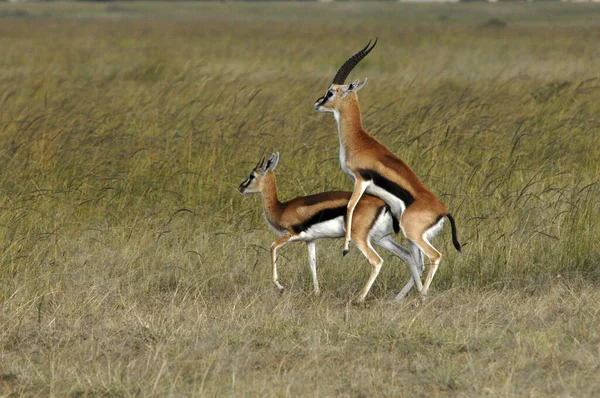 Springbok Antelopes Pairing Antidorcas Marsupialis Masai Mara Kenya Africa — стокове фото