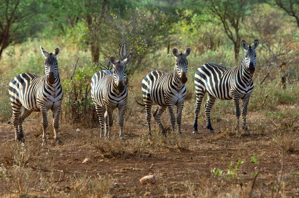 Plain Zebras Equus Quagga Burchelli Tsavo National Park Kenya Africa — Stock Photo, Image