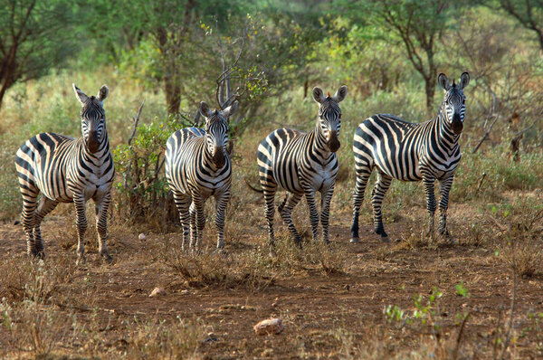 Plain zebras (Equus quagga burchelli) Tsavo National Park, Kenya, Africa