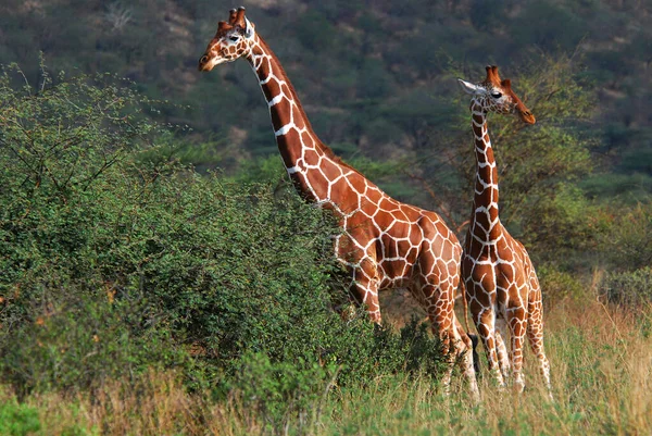 Jirafa Somalí Giraffa Camelopardalis Reticulata Parque Nacional Samburu Kenia África —  Fotos de Stock