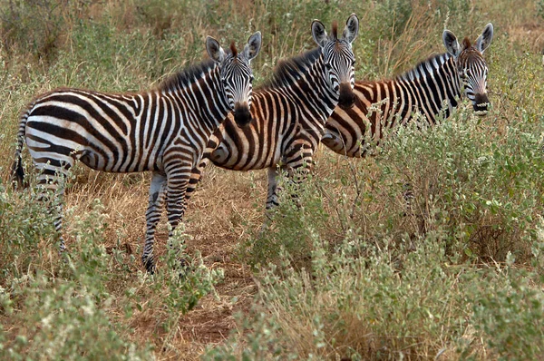 Cebras Llanas Equus Quagga Burchelli Parque Nacional Tsavo Kenia África — Foto de Stock