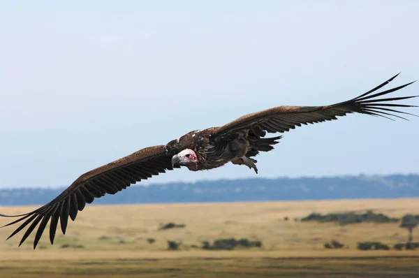 Buitre Volador Masai Mara Kenia África —  Fotos de Stock