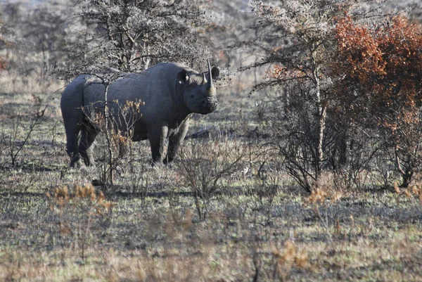 Black Rhinoceros Diceros Bicornis Samburu Game Reserve Reservat Kenya Africa — стокове фото