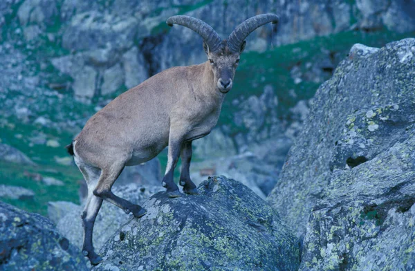 Cáucaso Ocidental Tur Capra Caucasica Cáucaso Parque Nacional Kabardino Balkarskiy — Fotografia de Stock