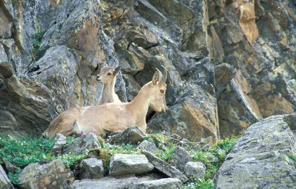 캅카스 Tur Capra Caucasica 캅카스 Kabardino Balkarskiy National Park — 스톡 사진