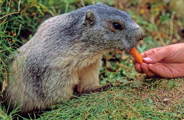 Mujer Alimentando Una Marmota Alpina Marmota Marmota Con Zanahorias Cerca —  Fotos de Stock