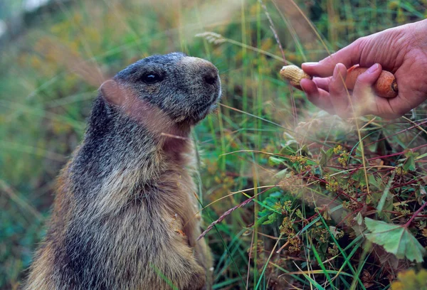 Mujer Alimentando Una Marmota Alpina Marmota Marmota Con Cacahuetes Cerca —  Fotos de Stock