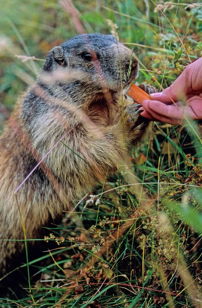Mulher Alimentando Uma Marmota Alpina Marmota Marmota Com Cenouras Perto — Fotografia de Stock