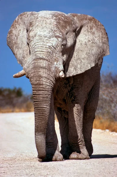 大象公牛 Loxodonta Africana Etoscha国家公园 纳米比亚 — 图库照片