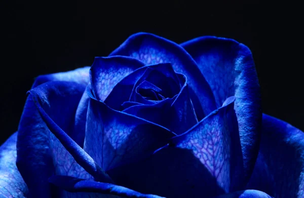 Vista Cerca Una Rosa Azul —  Fotos de Stock