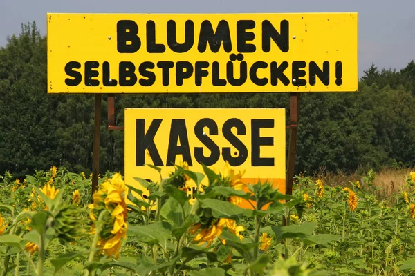 Big Yellow Board Advertising Self Picking Sunflowers Helianthus Annuus — Stock Photo, Image