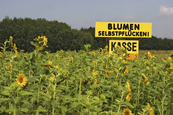 Große Gelbe Tafel Die Mit Der Selbstpflückung Von Sonnenblumen Helianthus — Stockfoto