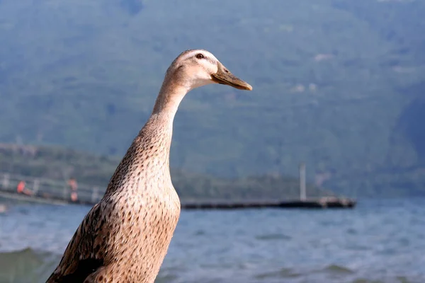 Duck Lake Como Norte Itália — Fotografia de Stock
