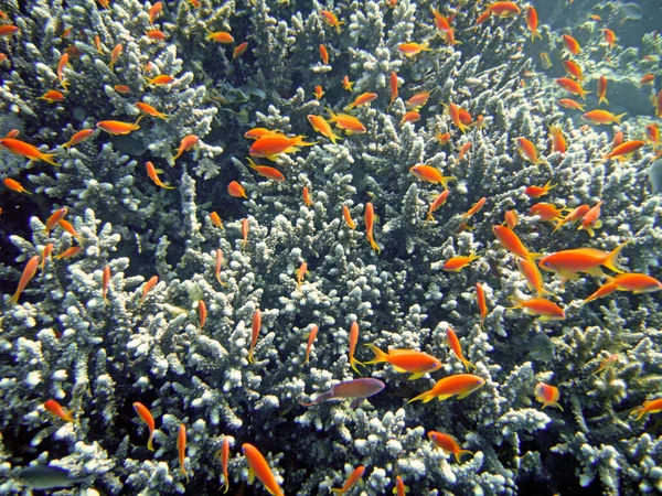 珊瑚中的对硫磷 橙色仙人掌 大哈布 — 图库照片