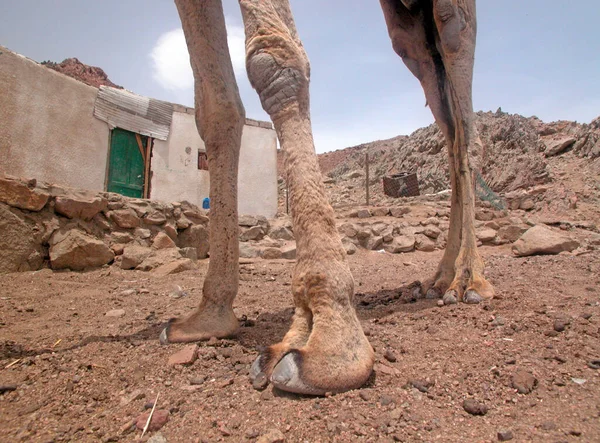 Pés Camelo Dahab Sinai Egito — Fotografia de Stock