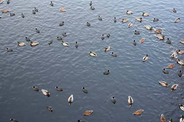 Mallards Anas Platyrhynchos Eurasian Coots Fulica Atra — Stock Photo, Image