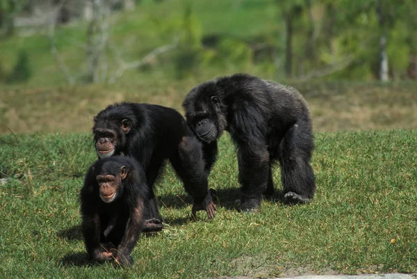 Šimpanzí Panové Troglodyty — Stock fotografie