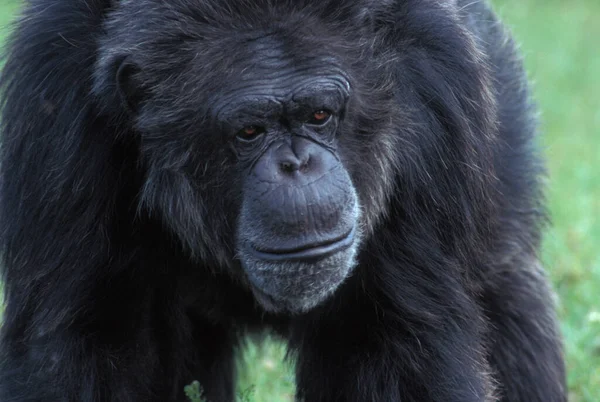 Шимпанзе Пан Троглодиты — стоковое фото
