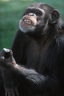 Şempanze Pan trogloditleri