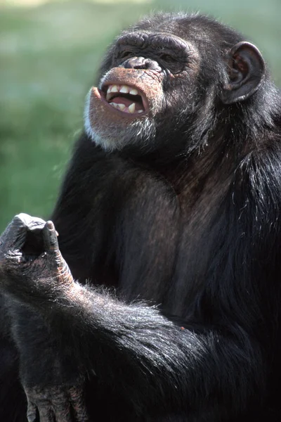 Шимпанзе Пан Троглодити — стокове фото