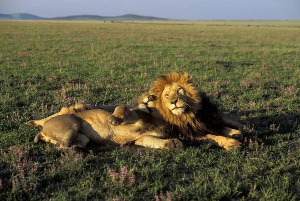 Tre Leoni Alla Luce Del Mattino Panthera Leo Masai Mara — Foto Stock