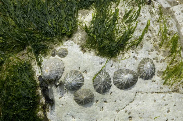 Mussels Seaweed Sussex England — Stock Photo, Image