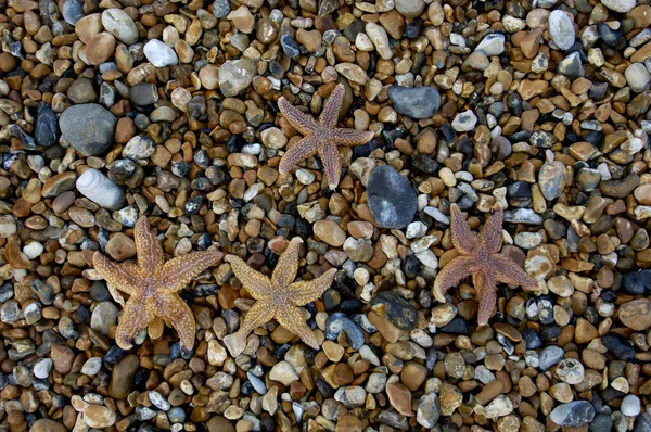Starfish Brighton West Sussex England — Stock Photo, Image