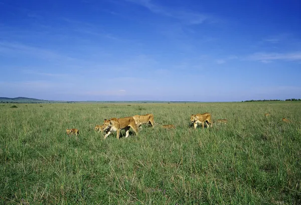 Dişi Aslanlar Yavrular Yürür Panthera Aslanı Masai Mara Kenya — Stok fotoğraf