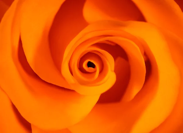 Makro Una Rosa Naranja —  Fotos de Stock