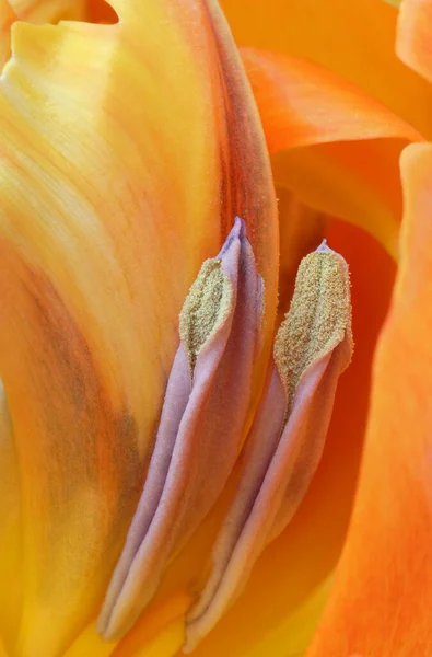 Makro Einer Gelben Tulpe — Stockfoto