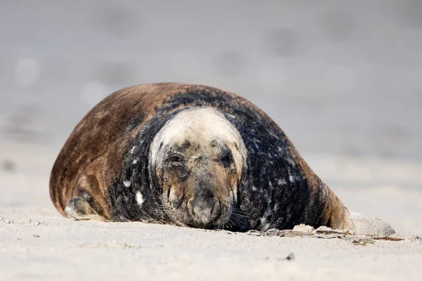 Třpytící Tuleň Šedá Halichoerus Grypus — Stock fotografie