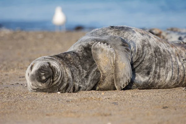 懒惰灰海豹 Halichoerus Grypus — 图库照片