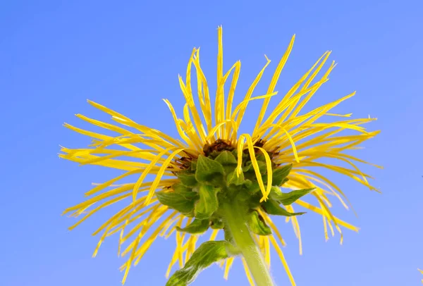 Kwiat Alant Inula Helenium Compositaceae Asteraceae — Zdjęcie stockowe