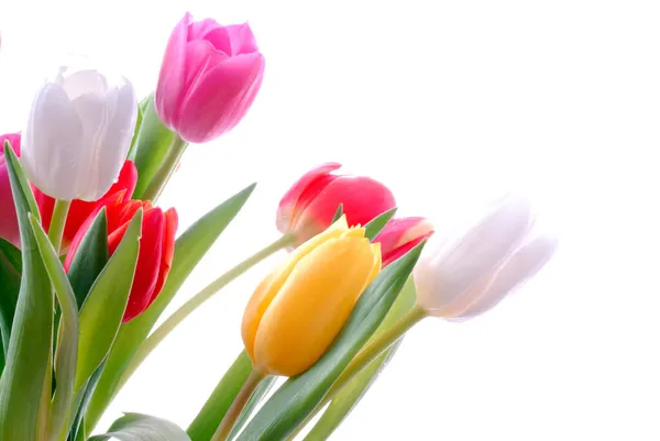 Куча Тюльпанов Пастельных Тонах — стоковое фото