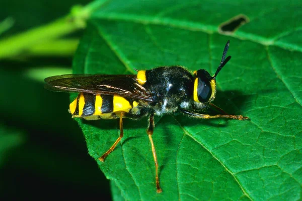 Estratiomias Camaleão Fam Diptera — Fotografia de Stock