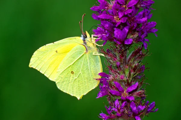 Brimstone Gonepteryx Rhamni Fam Pieridae Purple Loosestrife Blossom — Stock Photo, Image