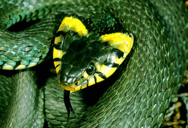 Grass Snake Natrix Natrix Північний Вид Плоскою Головою Швеція — стокове фото