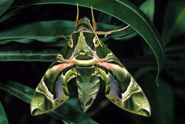 Oleander Hawk蛾 Daphnis Nerrii — 图库照片