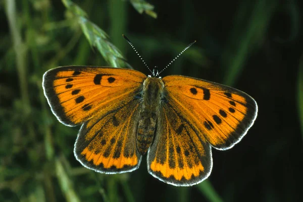 Große Kupfer Lycaena Dispar — Stockfoto