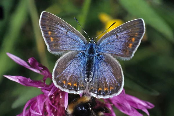 Common Blue Polyommatus Icarus Female — Stock Photo, Image