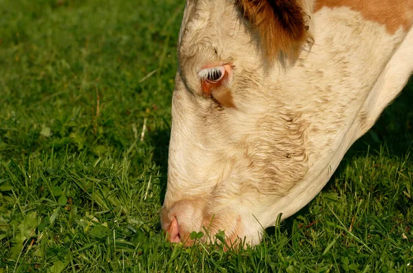 Gras Eating Cow Detail Close Seup View — стоковое фото