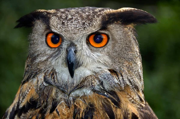 Orzeł Sowa Bubo Bubo Portret — Zdjęcie stockowe