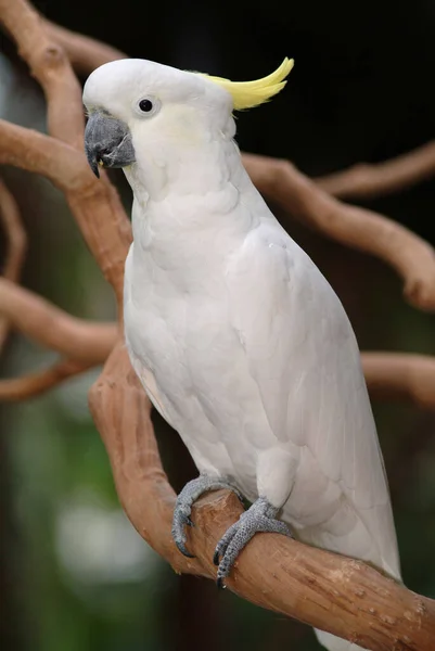 Cockatoo Cacatua Galerita Queensland Αυστραλία — Φωτογραφία Αρχείου