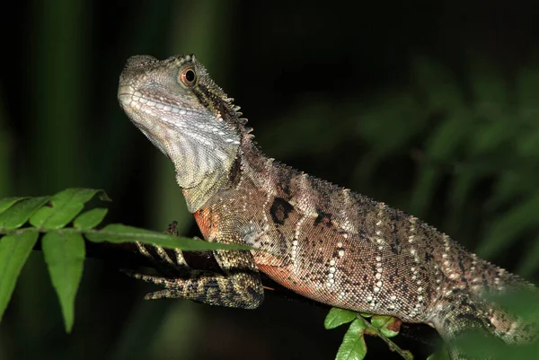 Australian Water Dragon Physignathus Lesueurii Queensland Ausztrália — Stock Fotó